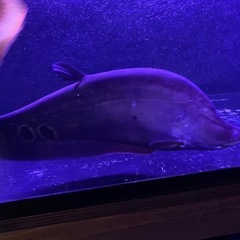 スポッテッドナイフフィッシュ 50cm±の画像