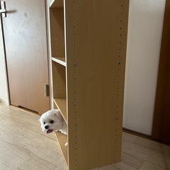 【あげます】中古●カラーボックスの画像