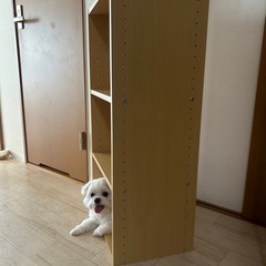 【あげます】中古●カラーボックスの画像