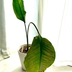 観葉植物 中株 ストレリチア オーガスタ