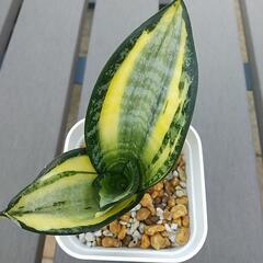 サンスベリア  ゴールデンハニー  (8) 観葉植物