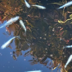 めだか　色々います♬ メダカの画像