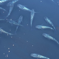 めだか　色々います♬ メダカの画像