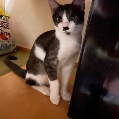 まんまるお目めで見つめられたらドキドキ💓のハチワレとキュートなミケ