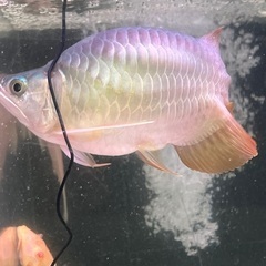 入荷‼️お魚