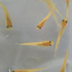 ヒメダカ 幼魚サイズ１０匹１００円 めだか