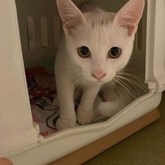 美男猫の白子猫と綺麗なブルーアイの白子猫のオス💓