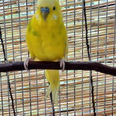 セキセイインコがいなくなりました。