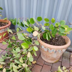 ミニキウイの挿し木苗（多分３年）他の画像