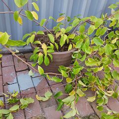 ミニキウイの挿し木苗（多分３年）他の画像