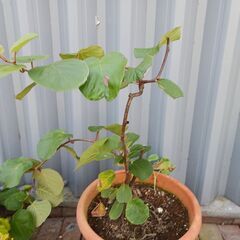 ミニキウイの挿し木苗（多分３年）他の画像