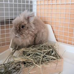 うさぎ ライオンヘッド (避妊手術済）