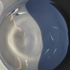 みゆきメダカ（フルボディ）、ドラゴンブルー、エメキン等