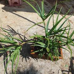 キダチアロエ　植木　多肉