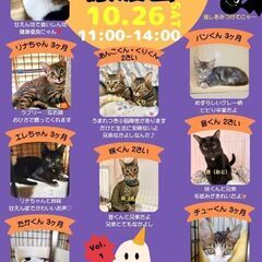 ほごねこ譲渡会【加西市善防公民館】