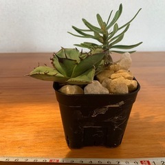 オテロイ　サキュレンタム　実生寄せ植え
