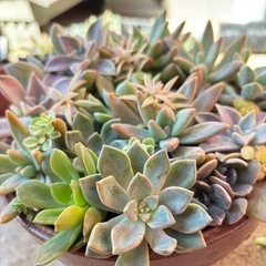 そのまま飾れる多肉植物寄せ植え