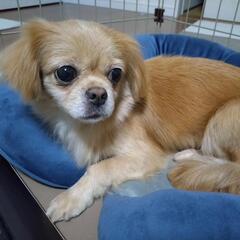 迷子犬