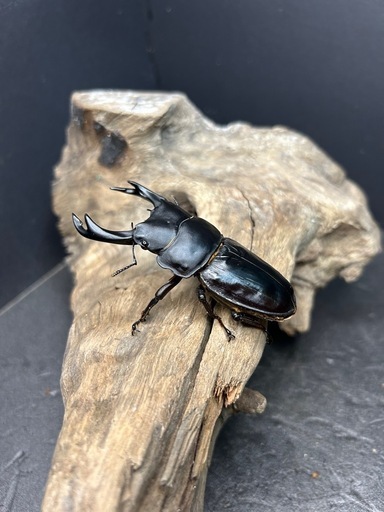 ?オオクワガタトリオ♂♀♀　YG.SR血統　カブトムシ　