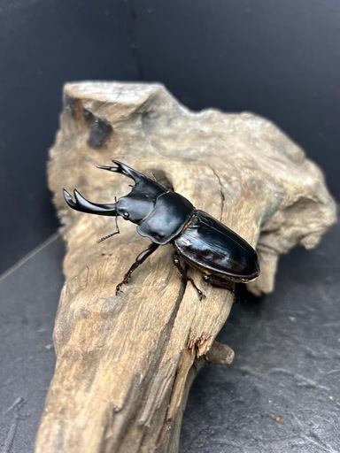 ?オオクワガタトリオ♂♀♀　YG.SR血統　カブトムシ　