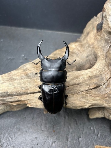 ?オオクワガタトリオ♂♀♀　YG.SR血統　カブトムシ　