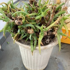 あげますアロエ　鉢植え