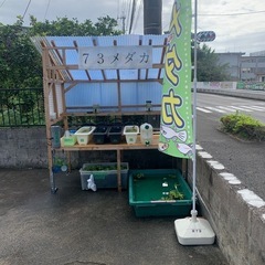 メダカ無人販売　大好評！