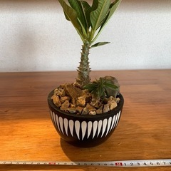 パキポディウム　ウィンゾリー　サキュレンタム