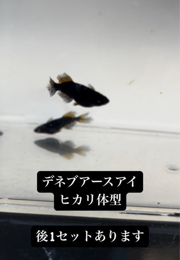 本日自宅販売中