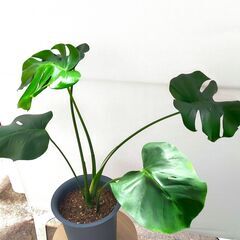 モンステラ(約80センチ)の画像