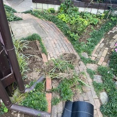 龍のヒゲ　玉竜　雑草対策　ガーデニング　大量の画像