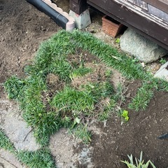 龍のヒゲ　玉竜　雑草対策　ガーデニング　大量の画像