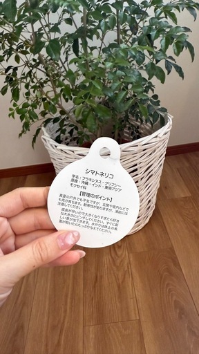 シマトネリコ　カゴ付き