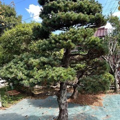 庭木
