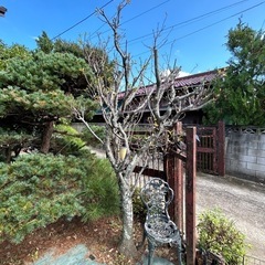 庭木