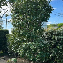 庭木