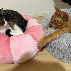 甘えん坊のねこちゃん