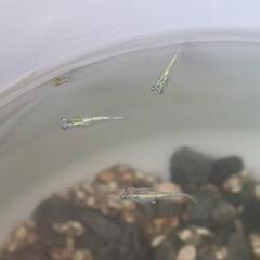 メダカ【鬼ラメ】3匹