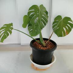 期間限定お値下げモンステラ