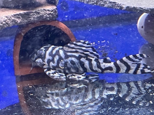 キンペコ　fin血統　即戦力雄　子育て上手