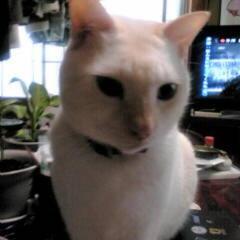 猫カフェについて、