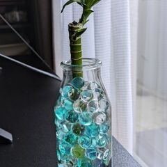 観葉植物/ミリオンバンブー
