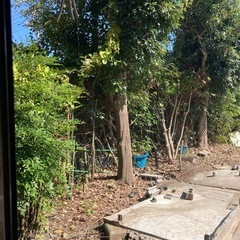 木の伐採作業