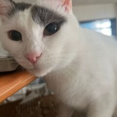 とても飼いやすい子なので単身者、高齢者可です