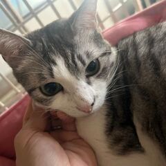 とても飼いやすい子なので単身の方、高齢者可です