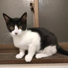 （里親さま決まりました！）甘えん坊の予感☆人も猫も大好き男の子4ヶ月♪
