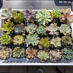 🌵多肉植物N   　1ポット100円