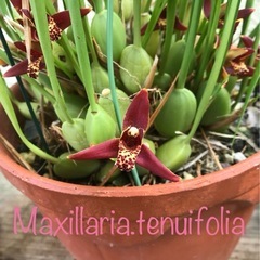 【洋蘭原種】Maxillaria.tenuifolia 香りあり