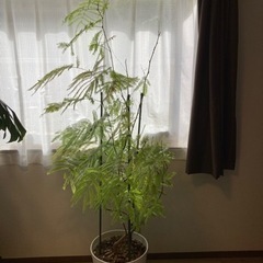 大型　エバーフレッシュの画像