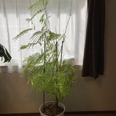 大型　エバーフレッシュの画像